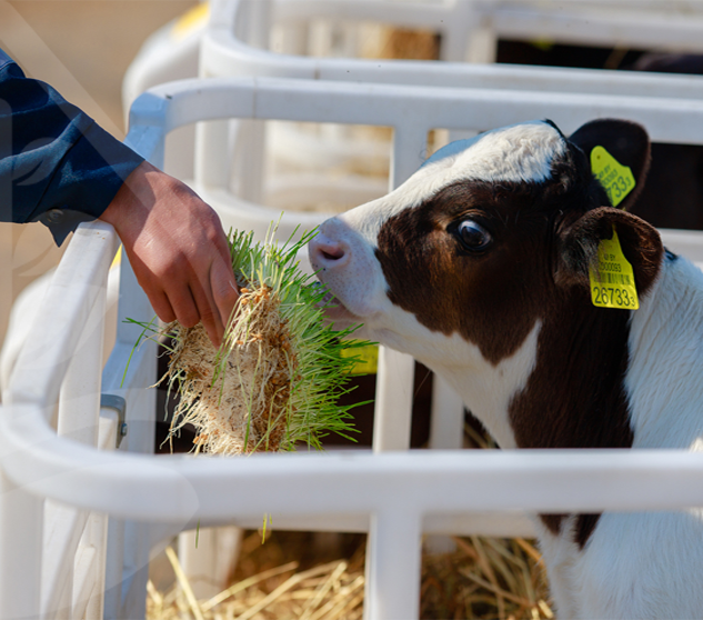 Leading Sustainable Hydroponic Experts