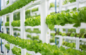 Top 7 Benefits of Hydroponics for Rural Development