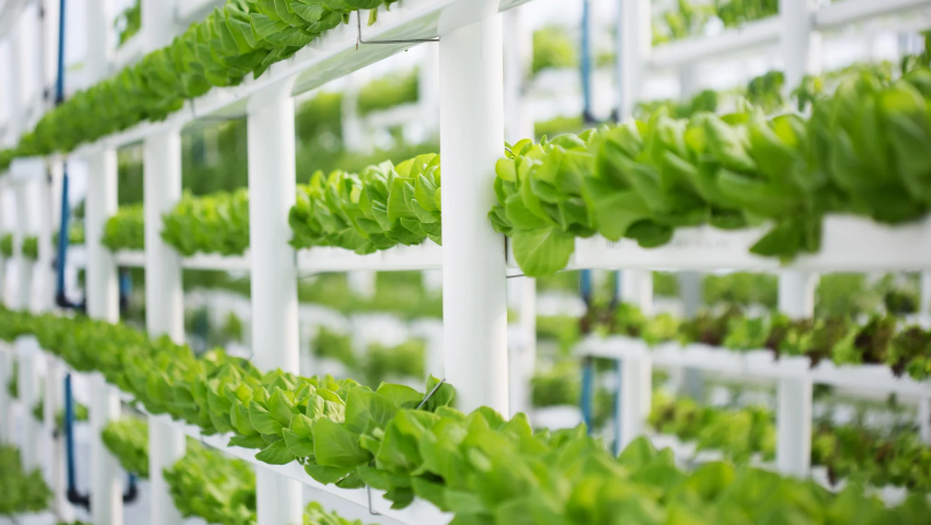 Top 7 Benefits of Hydroponics for Rural Development