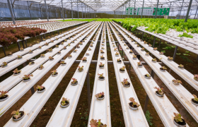 How Greenhouse Automation is Revolutionizing Urban Farming
