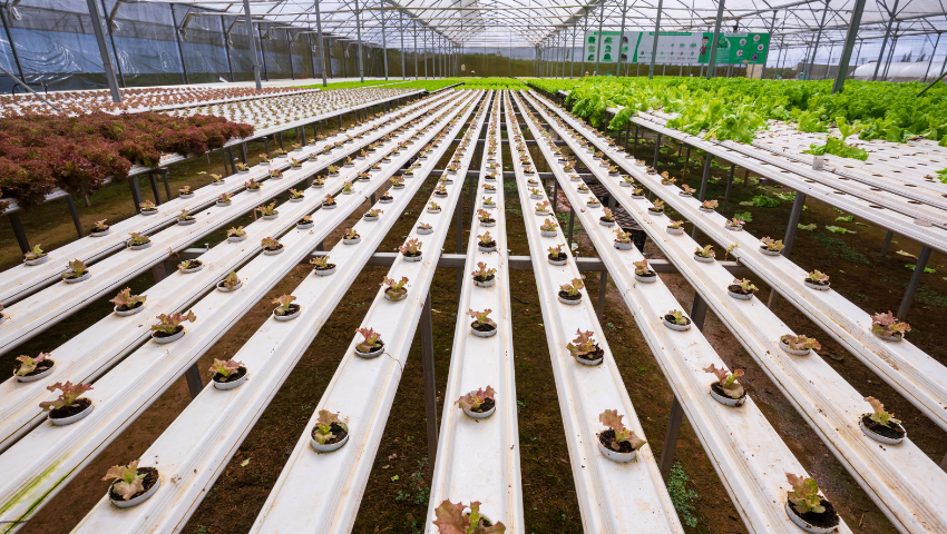 How Greenhouse Automation is Revolutionizing Urban Farming