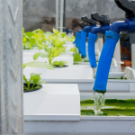 Water-Saving Technologies in Hydroponics: What You Need to Know
