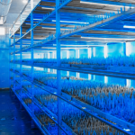 Saffron Hydroponics: A Groundbreaking First in Morocco for Sustainable Agriculture