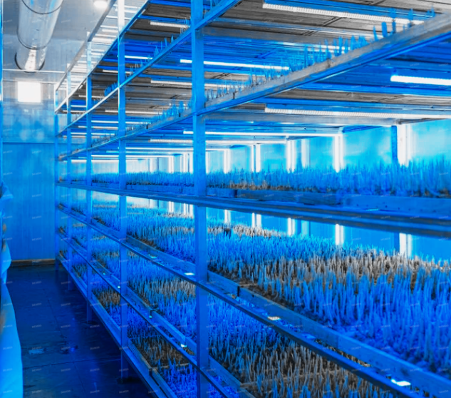 Saffron Hydroponics: A Groundbreaking First in Morocco for Sustainable Agriculture