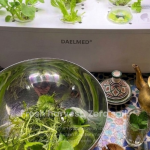 Your Kitchen, Reimagined: Introducing the HydroGrow Mini Kit by DAELMED®