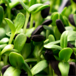 Maximizing Microgreens Production in Small Spaces