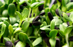 Maximizing Microgreens Production in Small Spaces