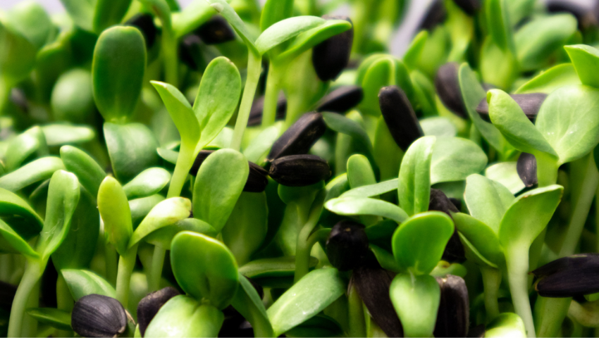 Maximizing Microgreens Production in Small Spaces