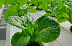 Sales of hydroponic systems