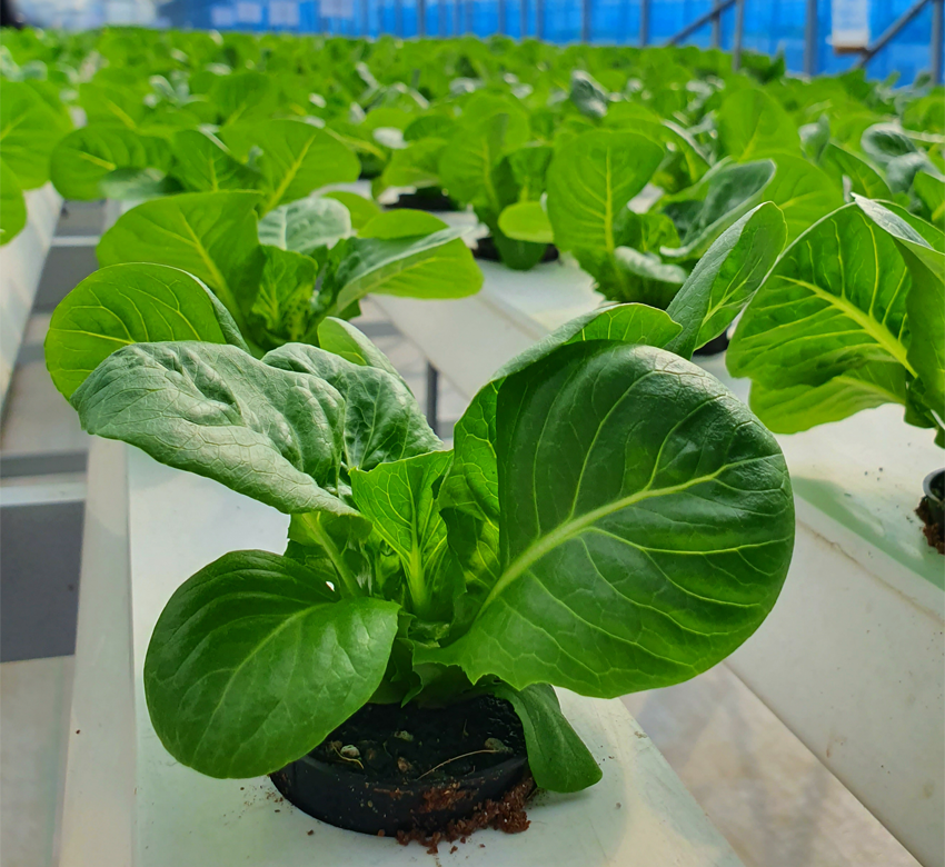 Sales of hydroponic systems