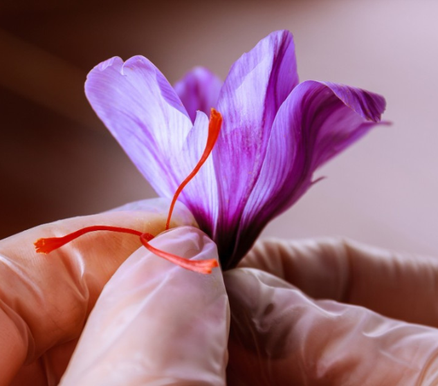 Saffron Aeroponics Technology